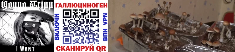 Псилоцибиновые грибы мухоморы Тихорецк
